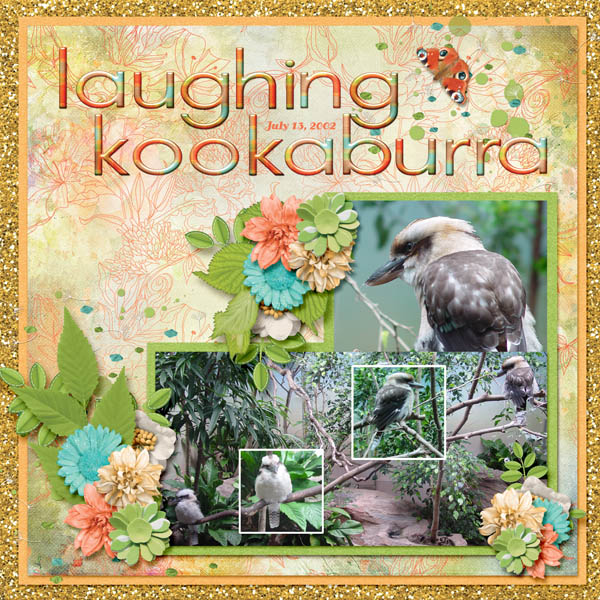 Laughing_Kookaburra_small