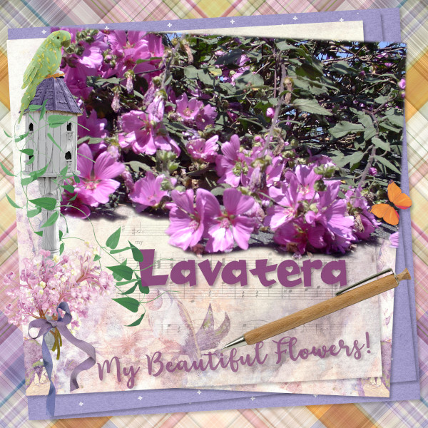 Lavatera