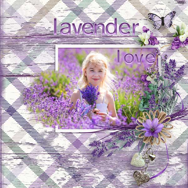 Lavender Dreams