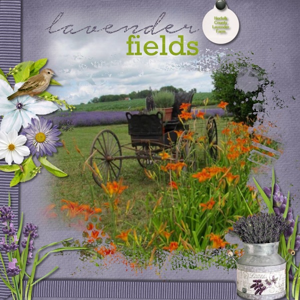 Lavender Fields