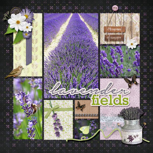 Lavender fields