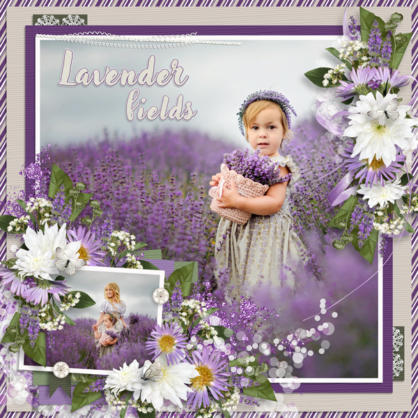 Lavender fields