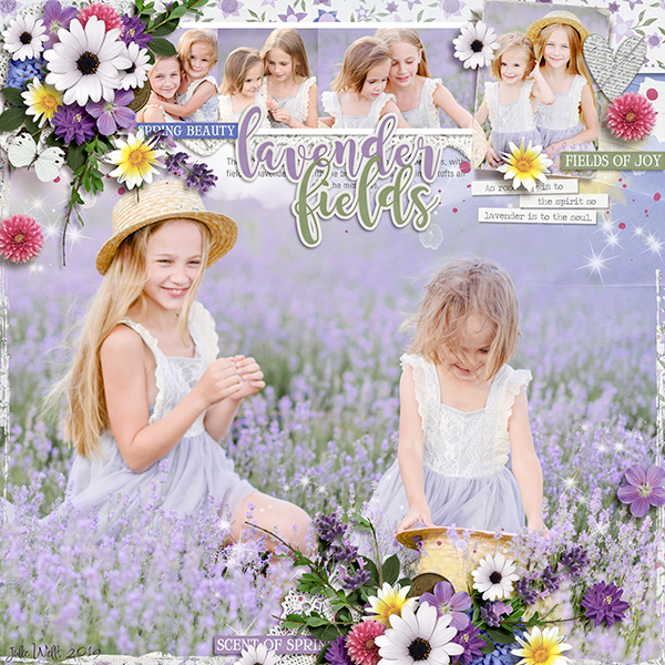 lavender fields