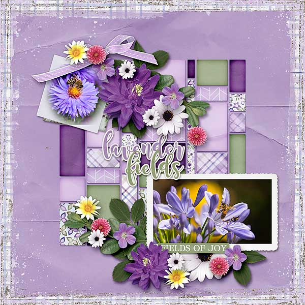 Lavender Fields