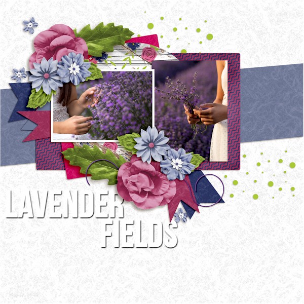 Lavender Fields