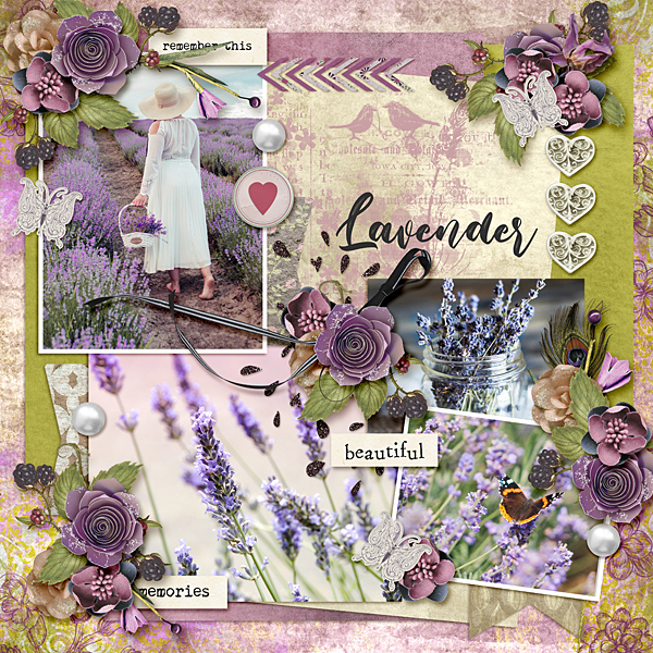 Lavender Fields