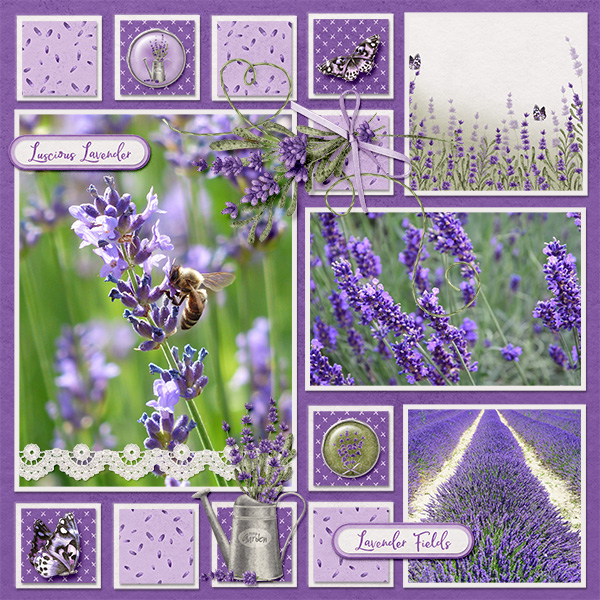 Lavender fields