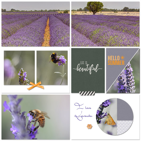 Lavender