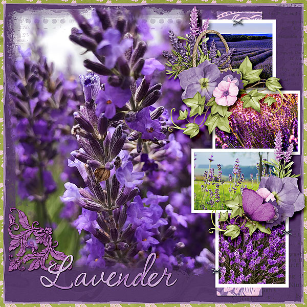 Lavender