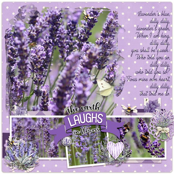 Lavender