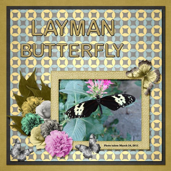 Layman Butterfly small.jpg