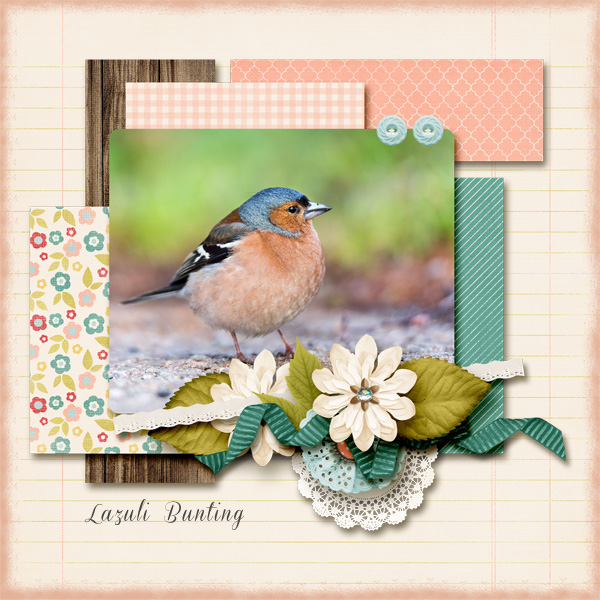 Lazuli Bunting