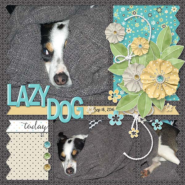 Lazy Dog