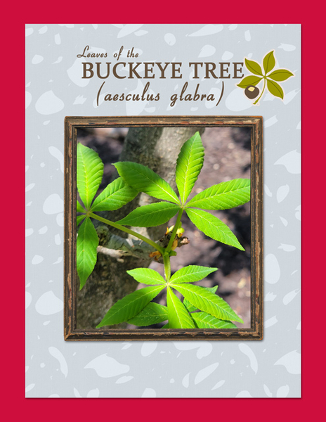 Leaves of the Buckeye Tree