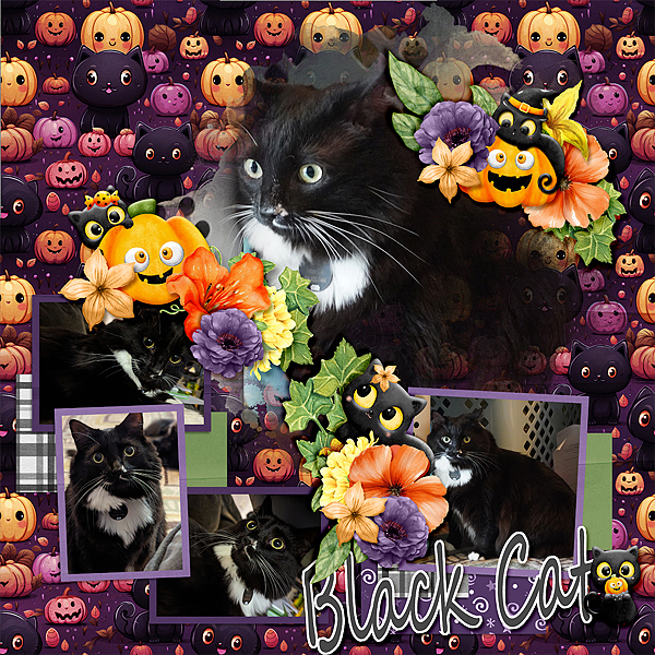 lei-hallow-cat