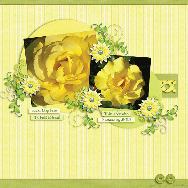 Lemon Drop Roses