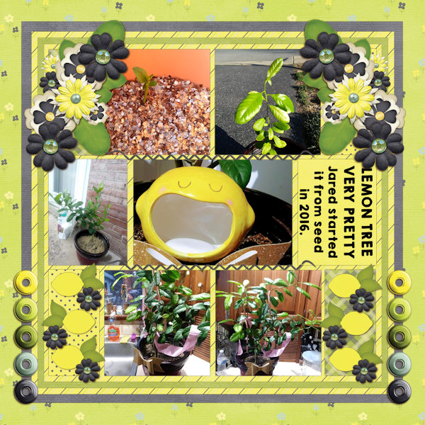 Lemon Tree