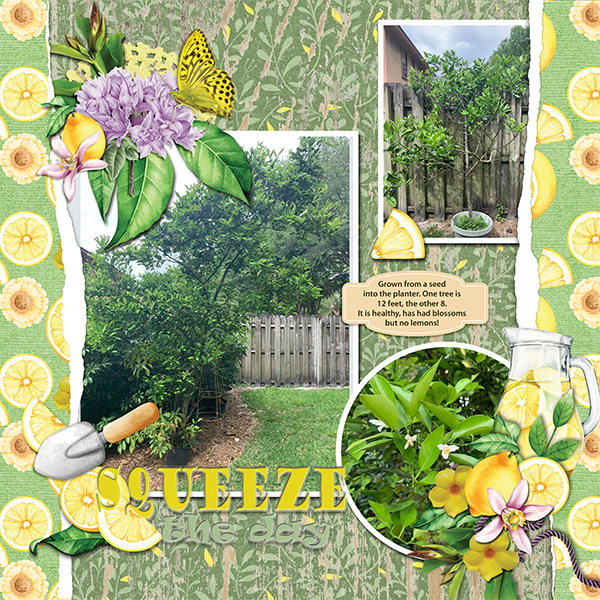 Lemon Trees