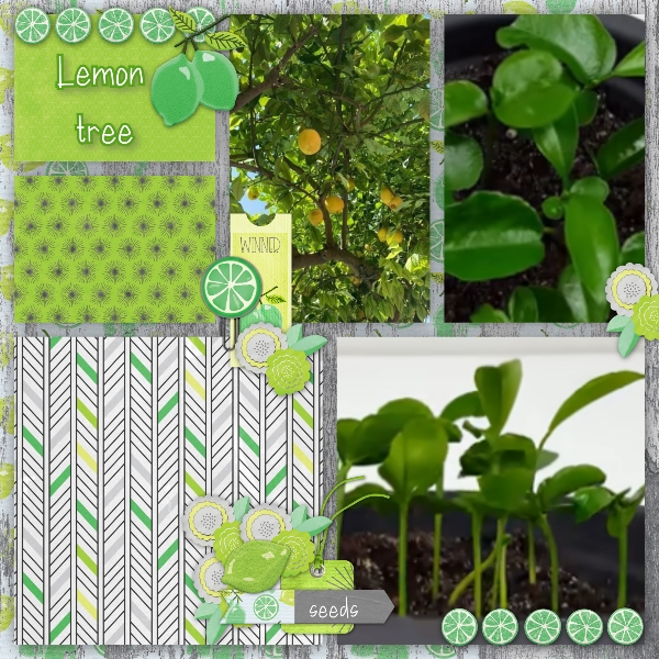 Lemon_tree