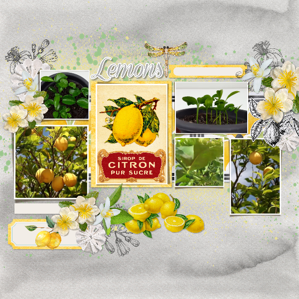 Lemon_tree1
