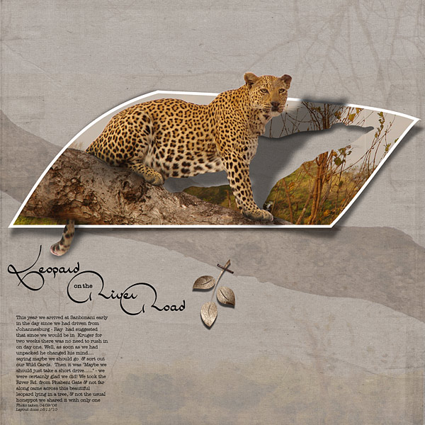 Leopard on the River Road