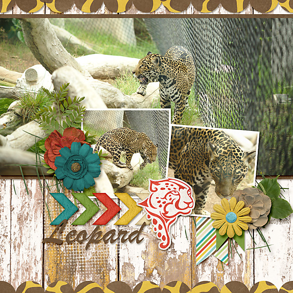 Leopard