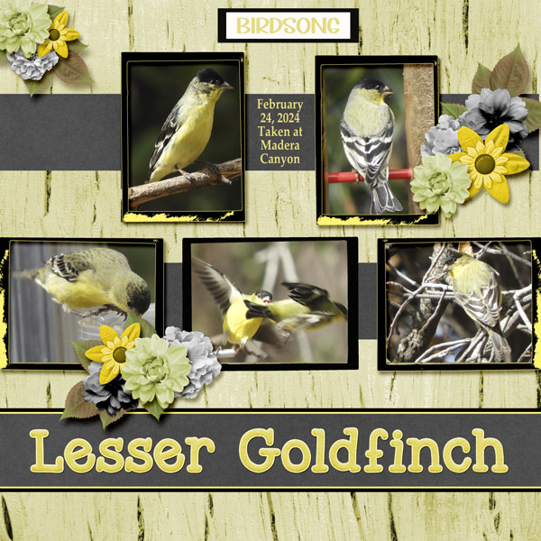 Lesser_Goldfinch_3_small