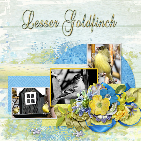 Lesser_Goldfinch_small