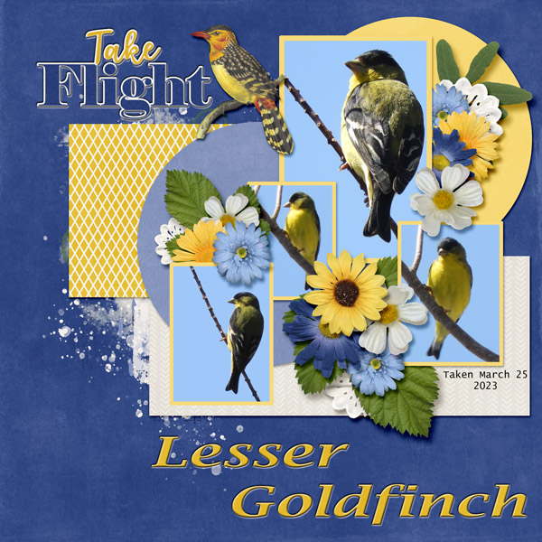 Lesser_Goldfinch_small1