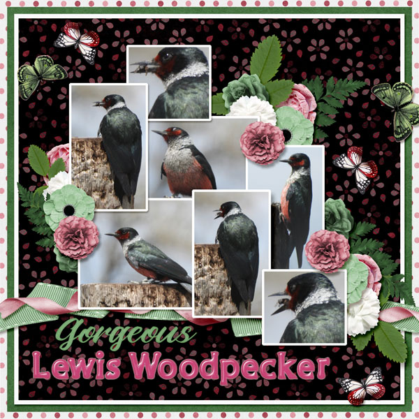 Lewis_Woodpecker_SMALL