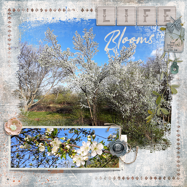 Life Blooms