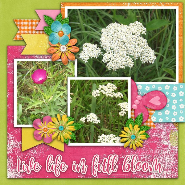 Life in Bloom