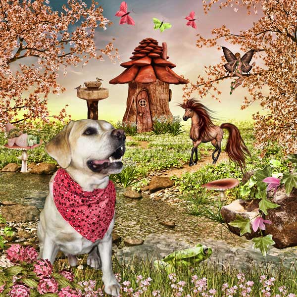 life in fairyland