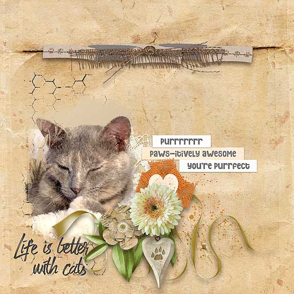 Life Is Better With A Cat