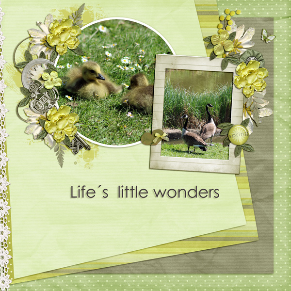 Life_s--little-wonders