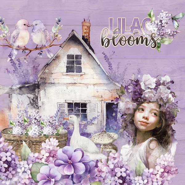 lilac-blooms-aimee-harrison