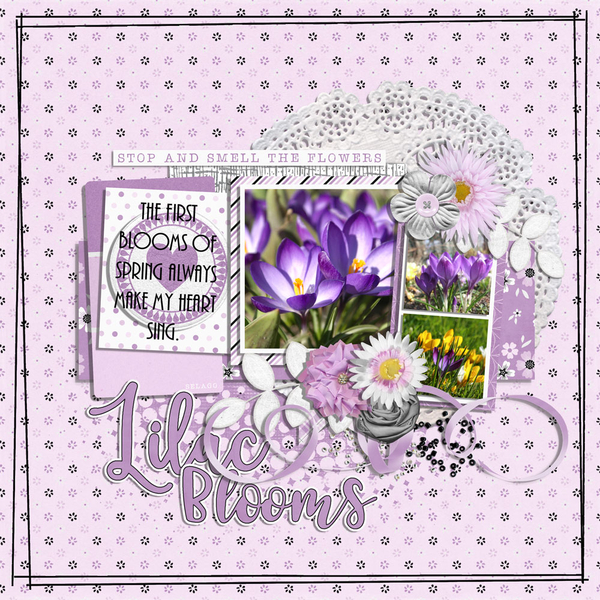 lilac blooms