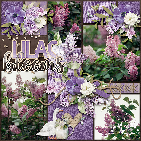 lilac blooms