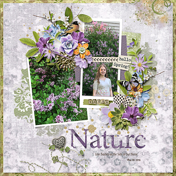 Lilac Bushes