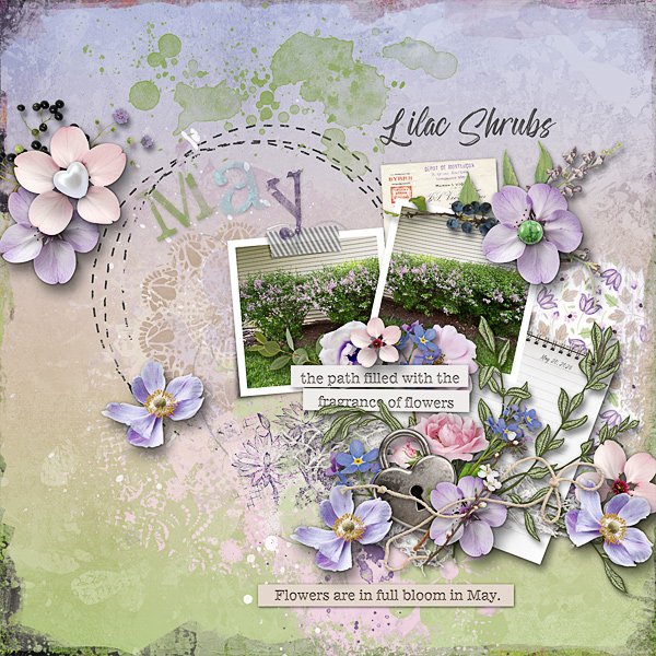 Lilac Shrubs