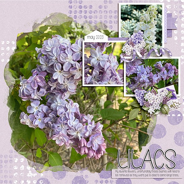 Lilacs.jpg