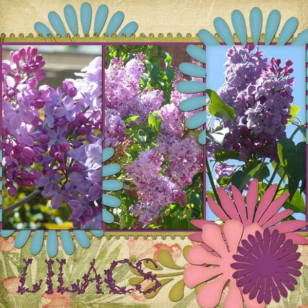 Lilacs