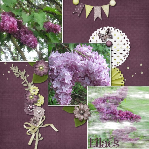 Lilacs