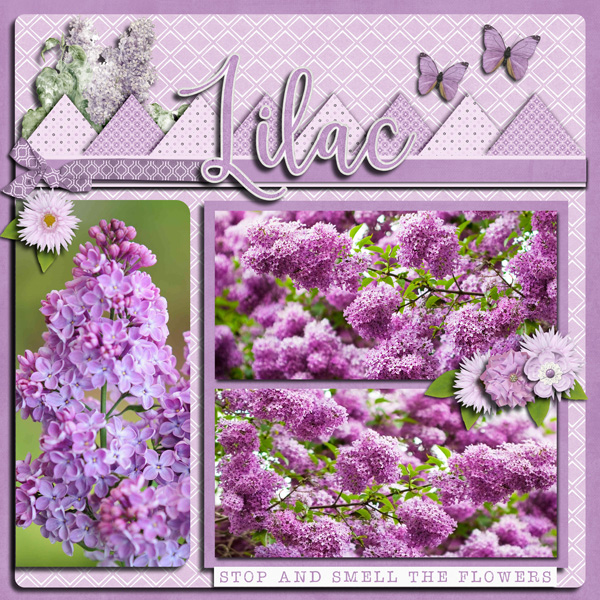 Lilacs