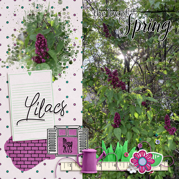 Lilacs