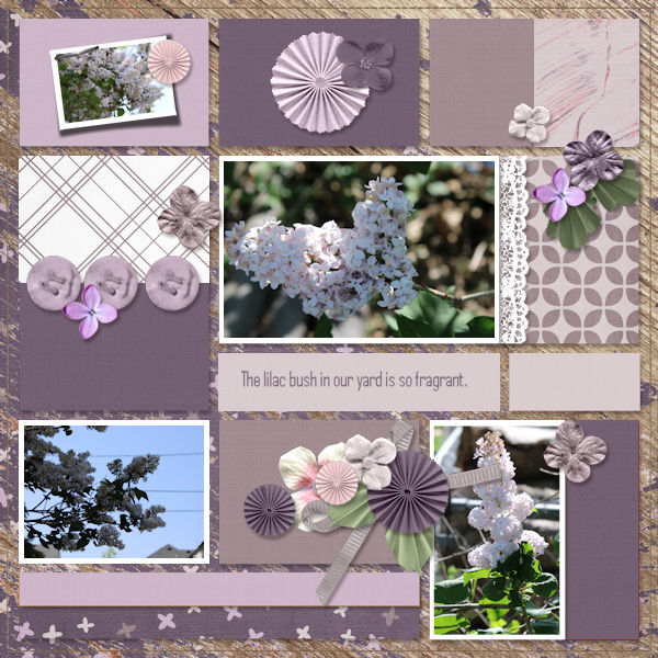 Lilacs
