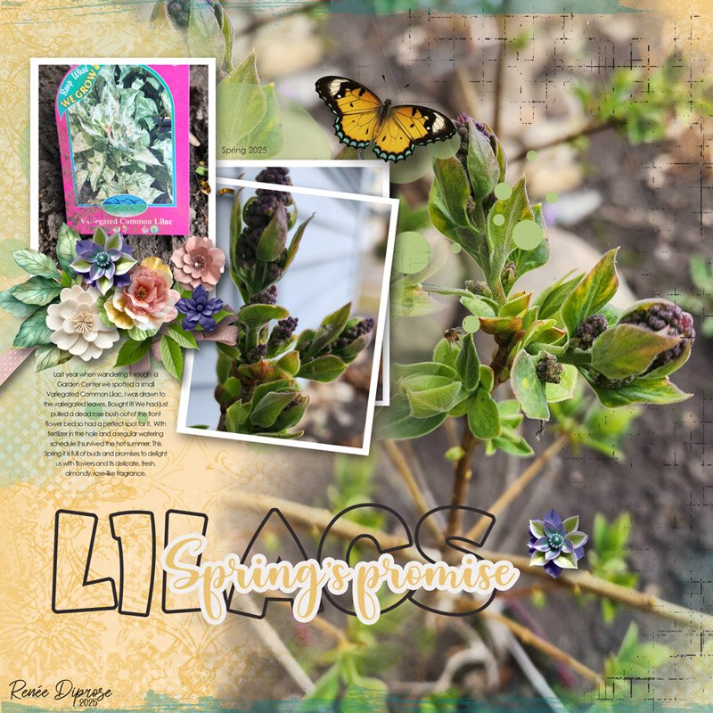 Lilacs