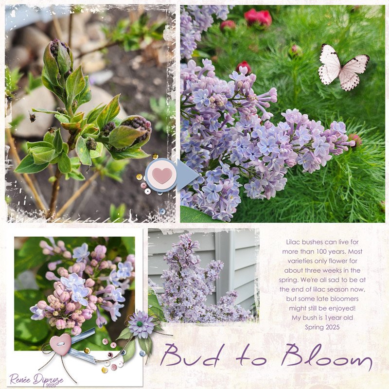 Lilacs