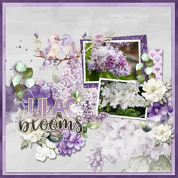 Lilacs3