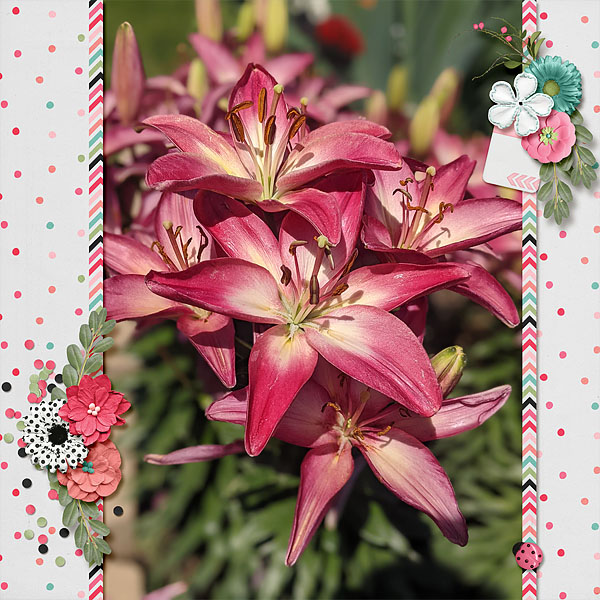 Lilies